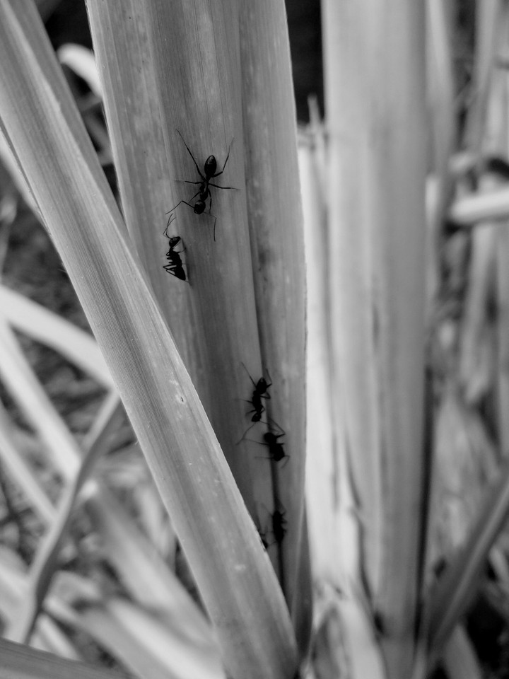 An Ant on shrub.