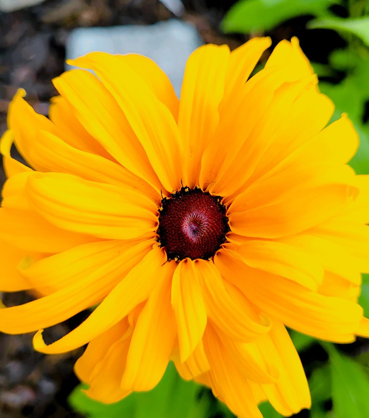 black eyed Susan