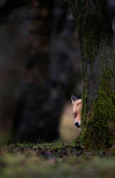 Fawn, tree वॉलपेपर
