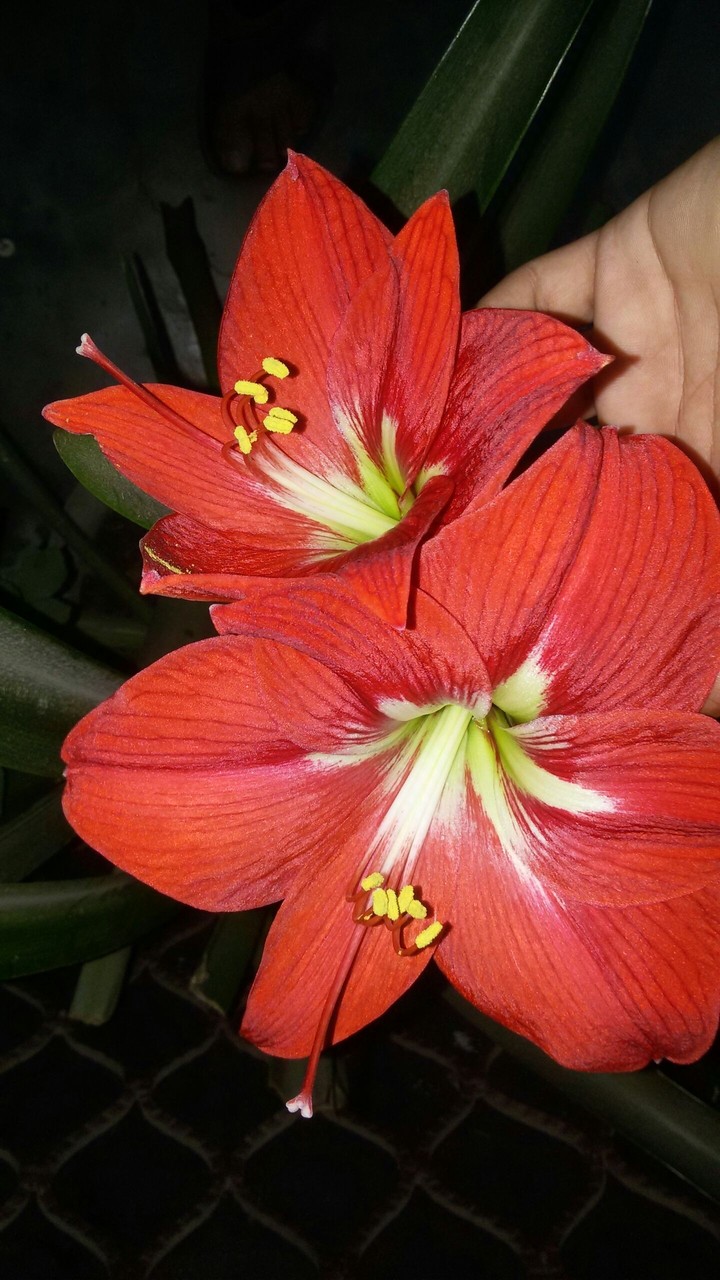 flower