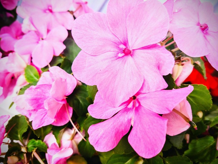 pink