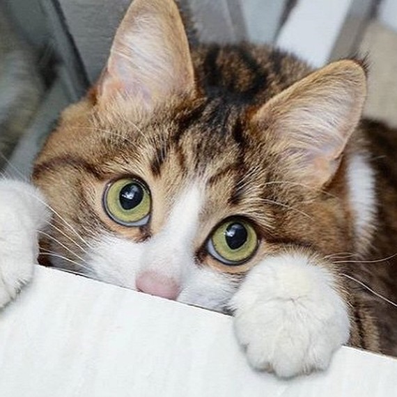Котейка