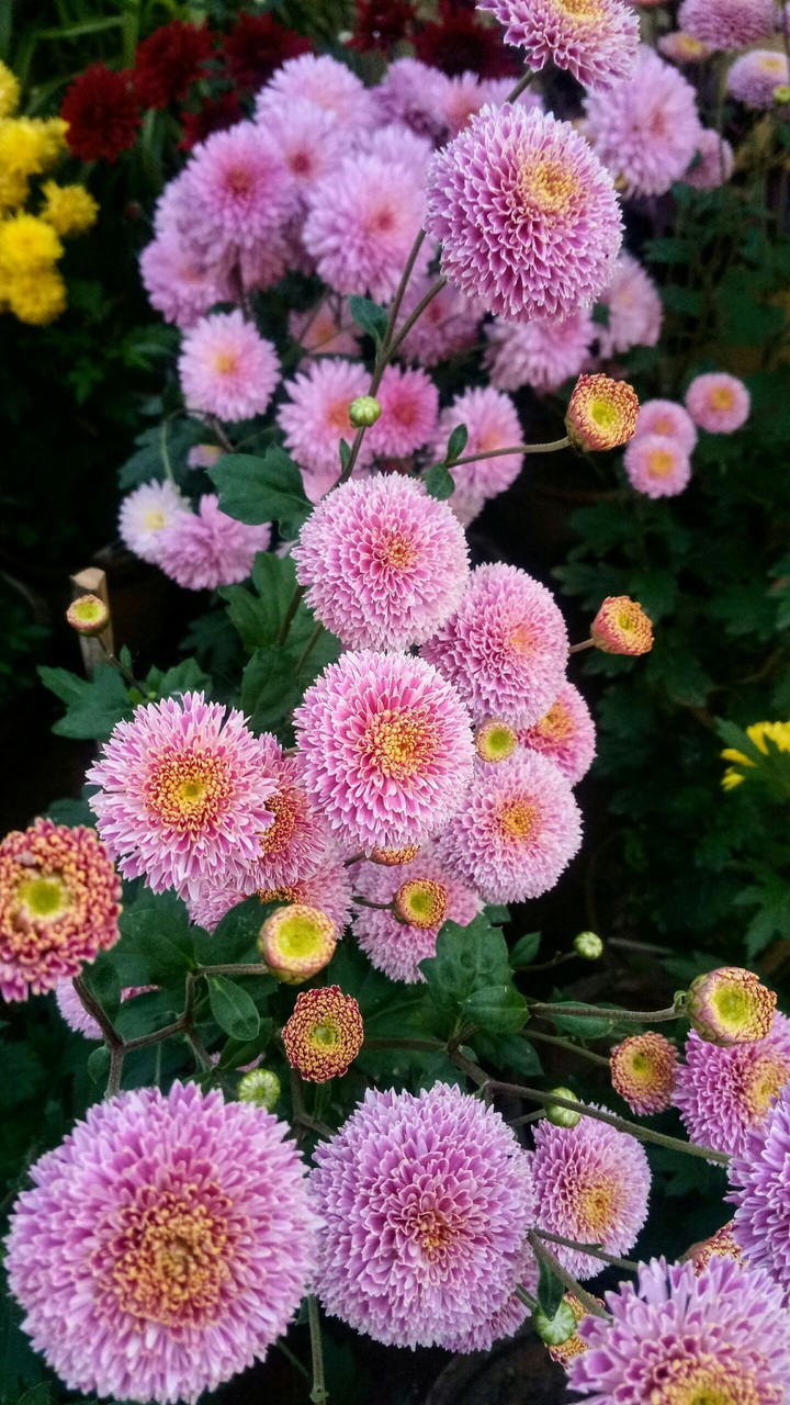 Flower beauty