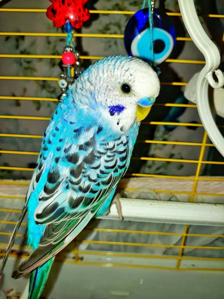 bird