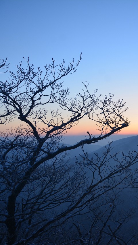 Sunset Trees