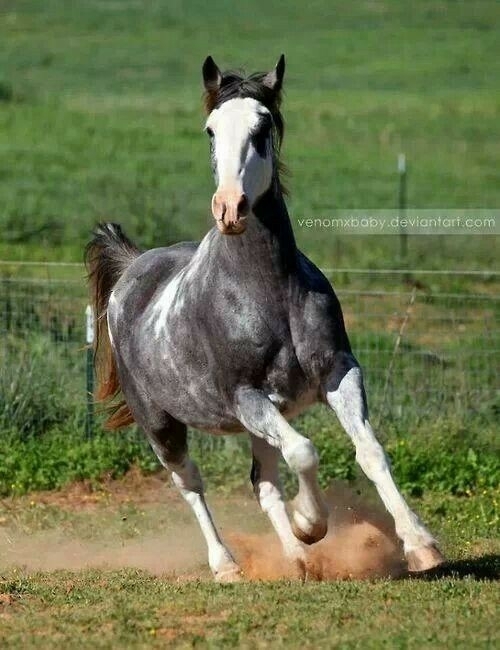 All The Pretty Horses 5