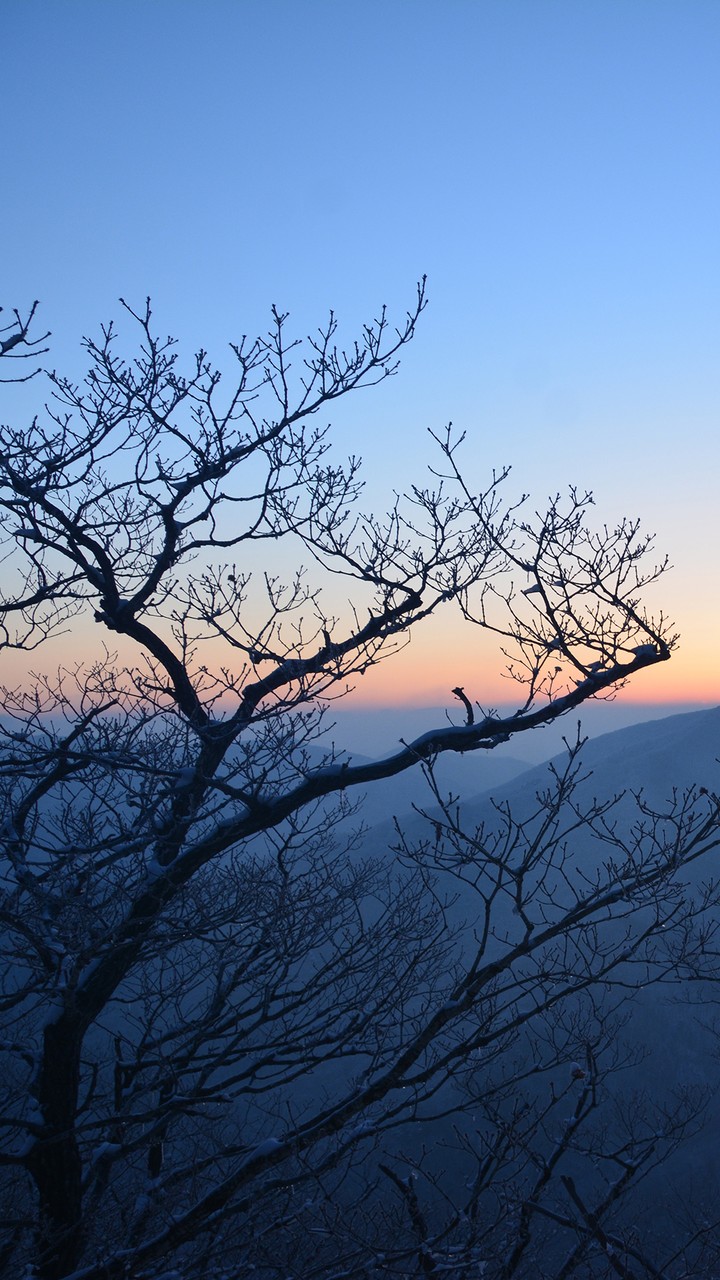 Sunset Trees