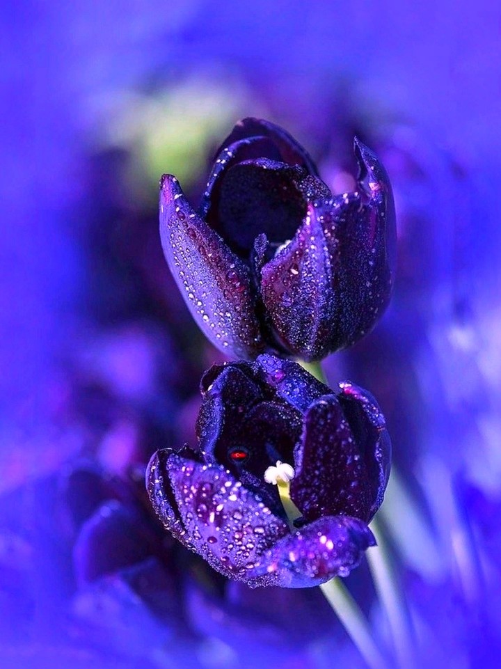 tulip