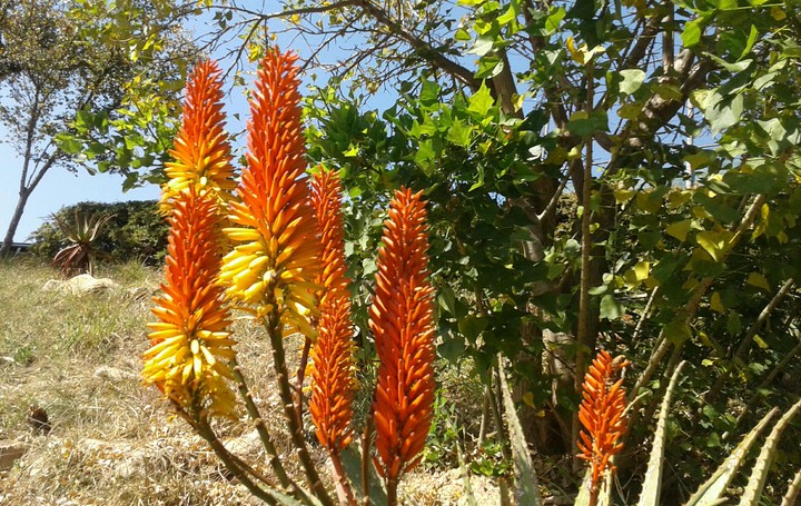 Aloe's at my school