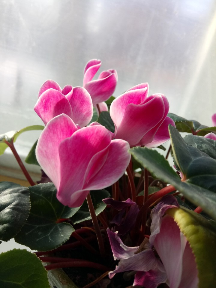 29.01.2018