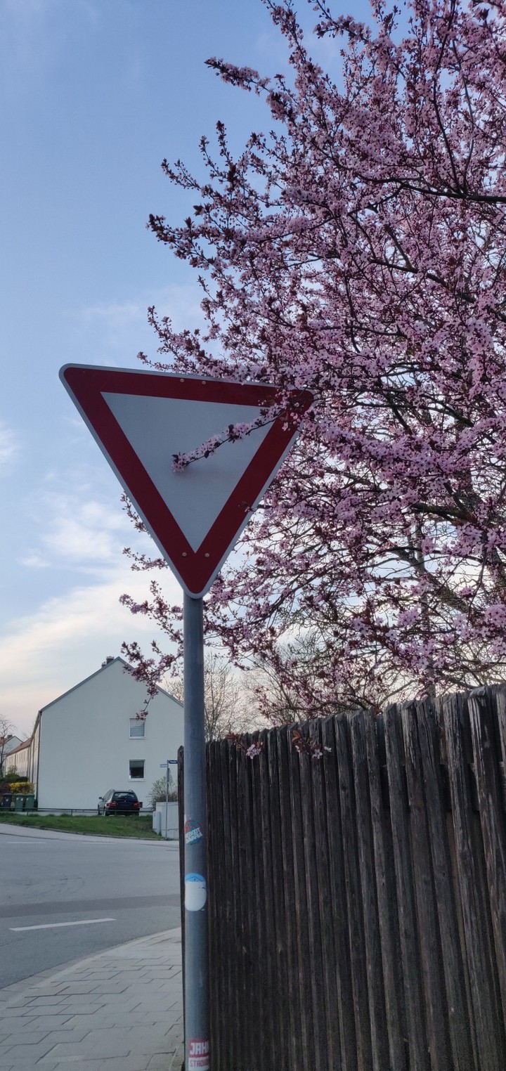 Blooming flowers