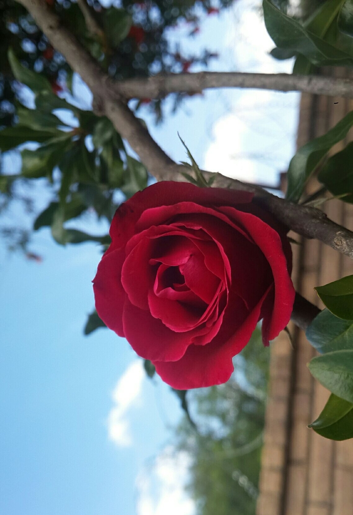 rose in tree