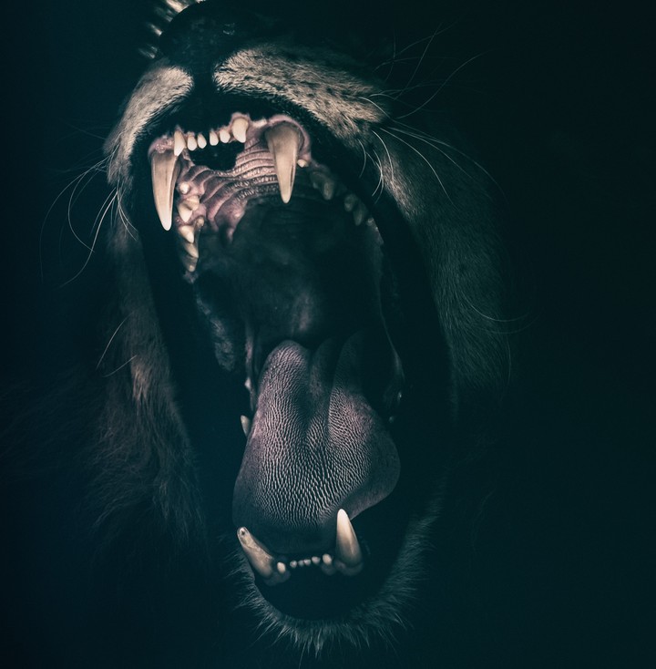 King's roar