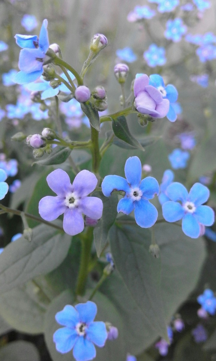 beautiful....flower