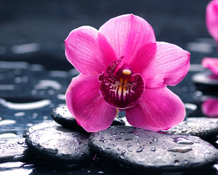flower or bird?