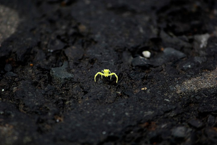 Florescent Spider