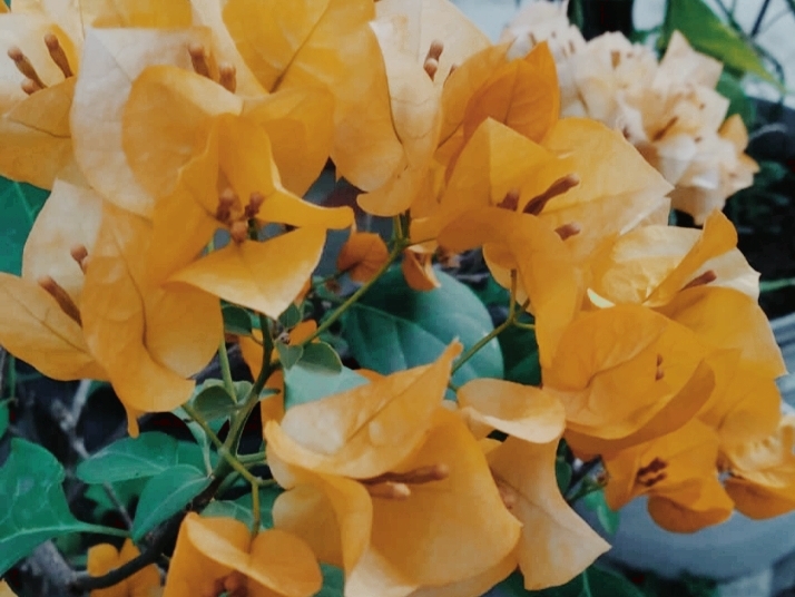 beautiful flower
