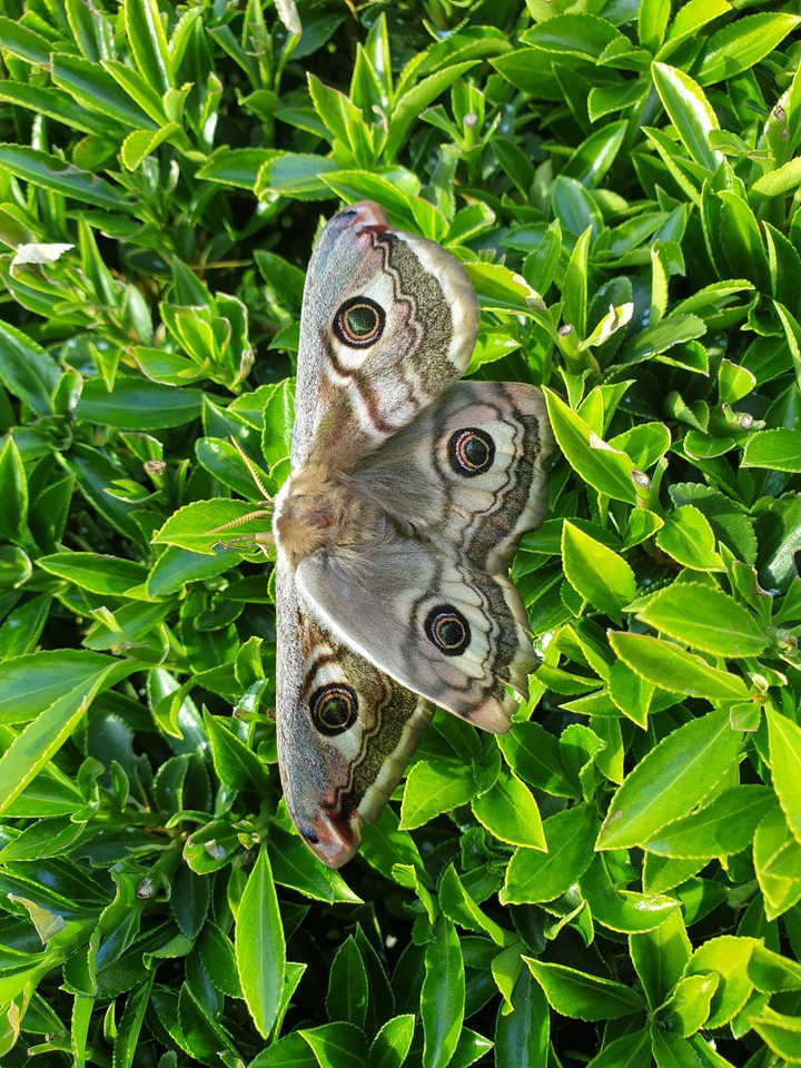 buterfly