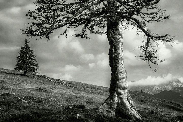 trees