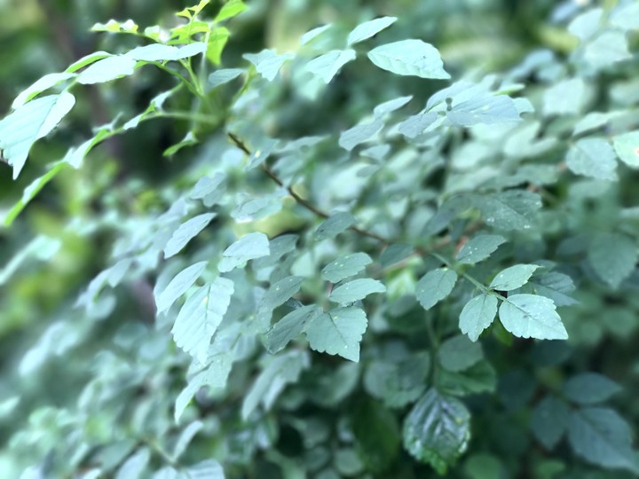 Home green