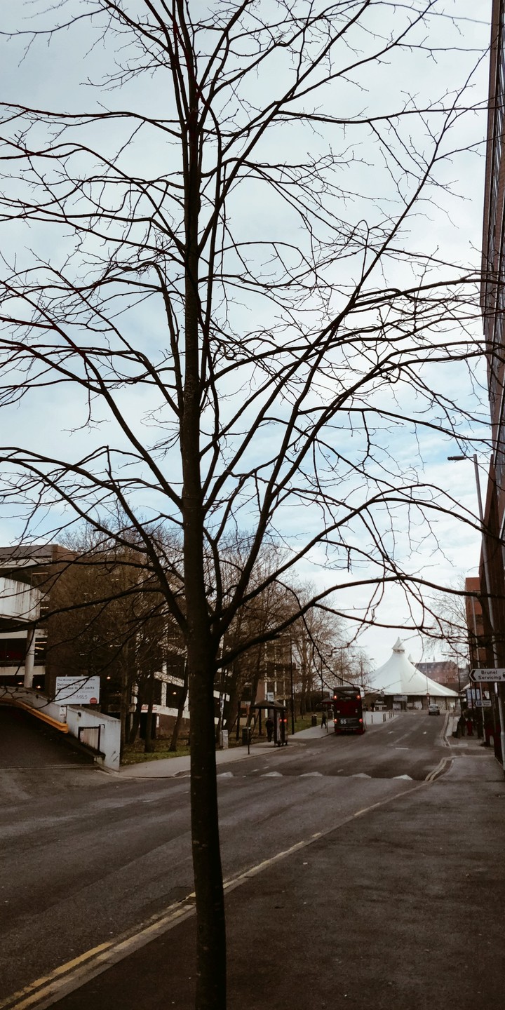 tree