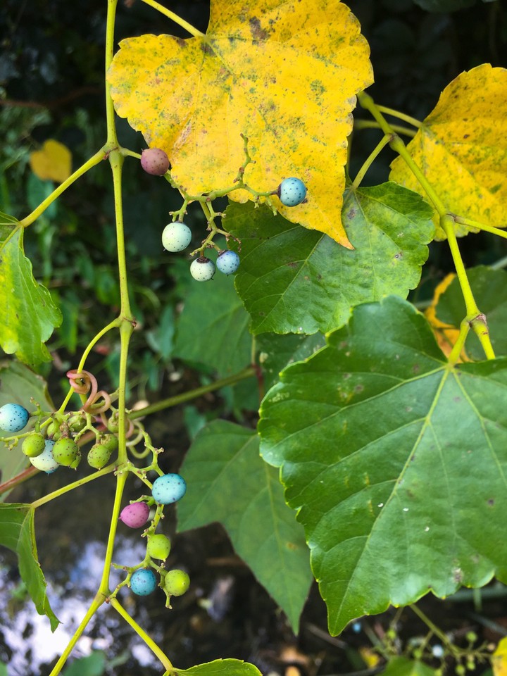 Wild plants
