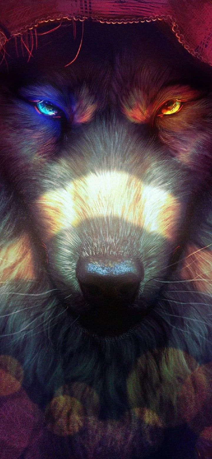 wolf
