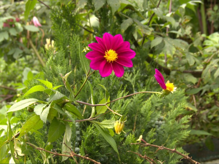 flower