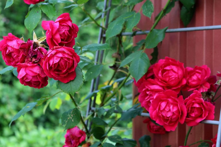 Roses