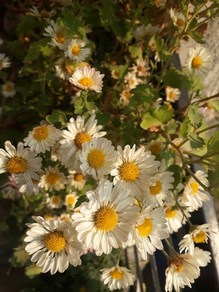 beautiful flowers
