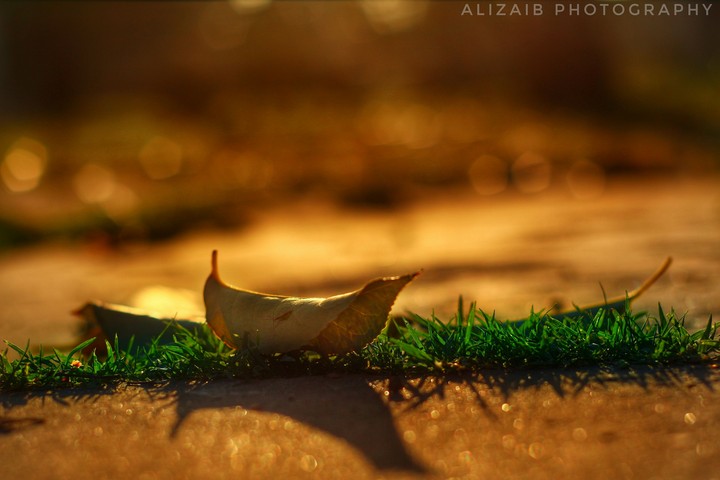 fallen leaves