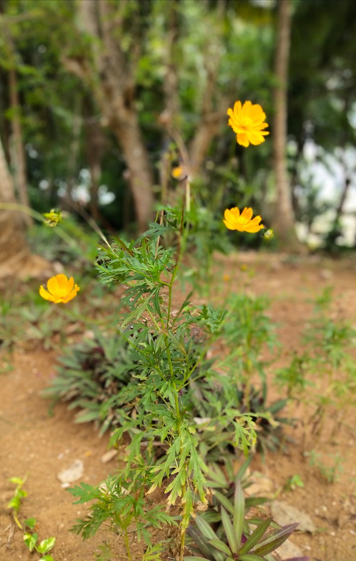 Plantation