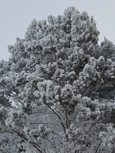 hình nền freezing, frost