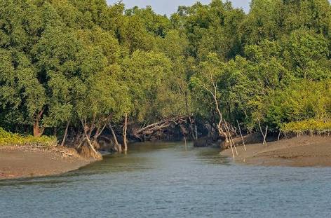 Mangrove forest in sunderban delta*