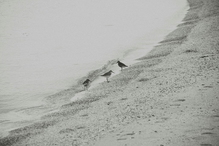 Birds
