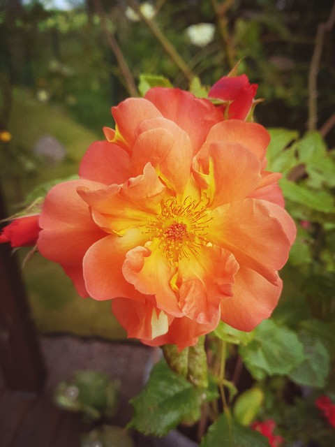 rose
