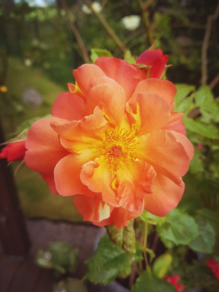 rose