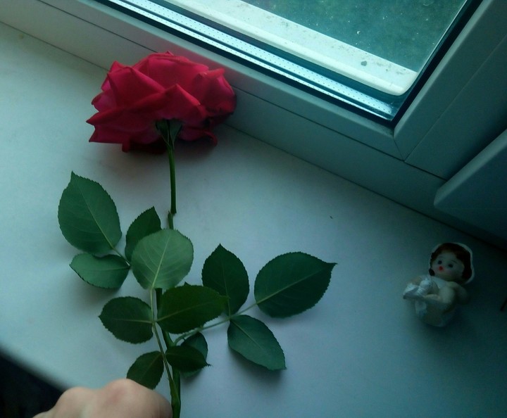 rose