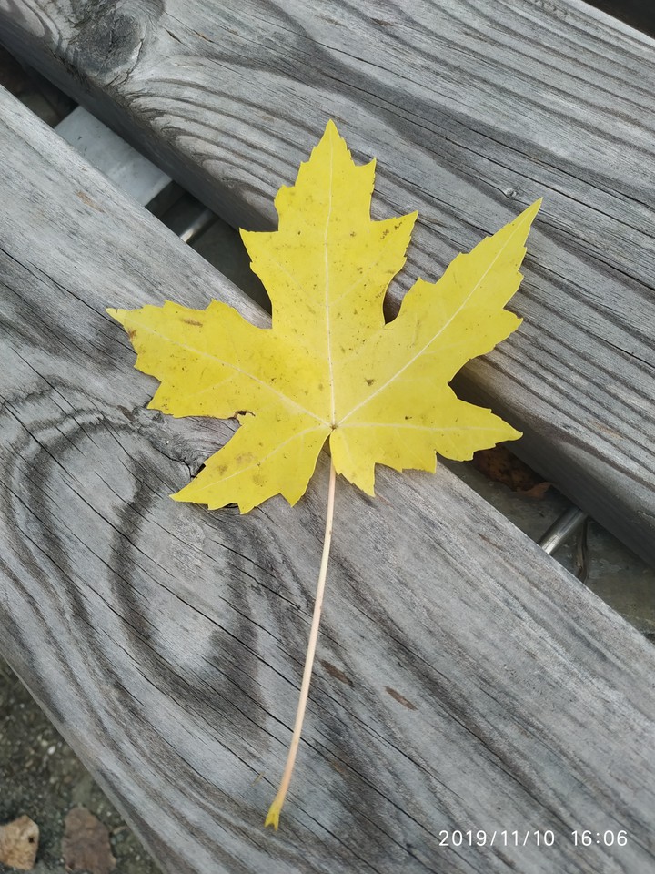 foglia d'autunno