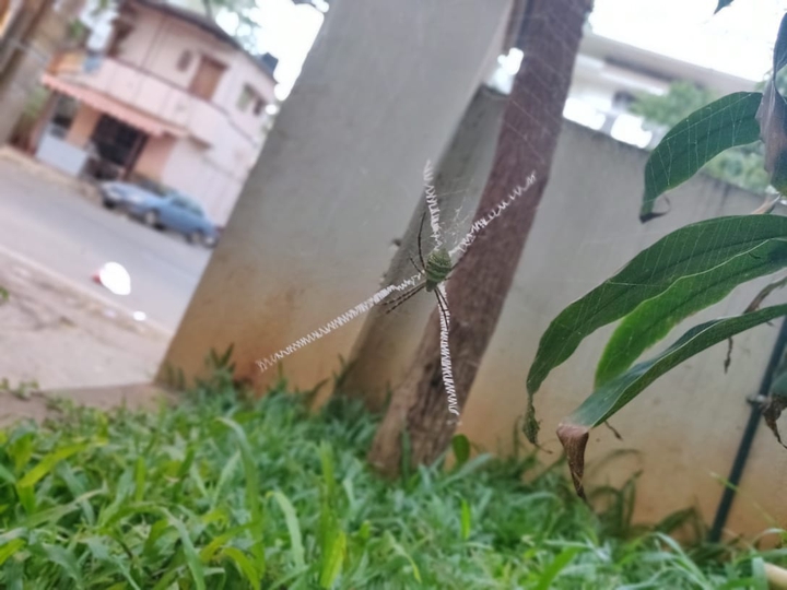spider in his ex's house