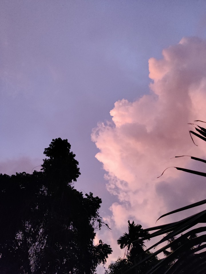 PINK SKY AND TREES
