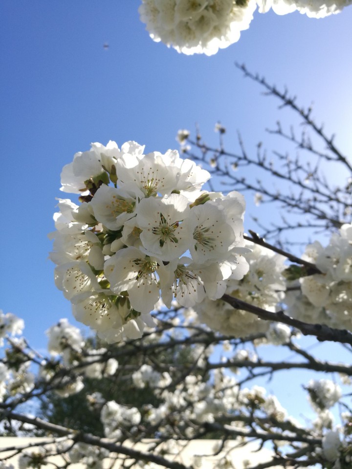 White flower