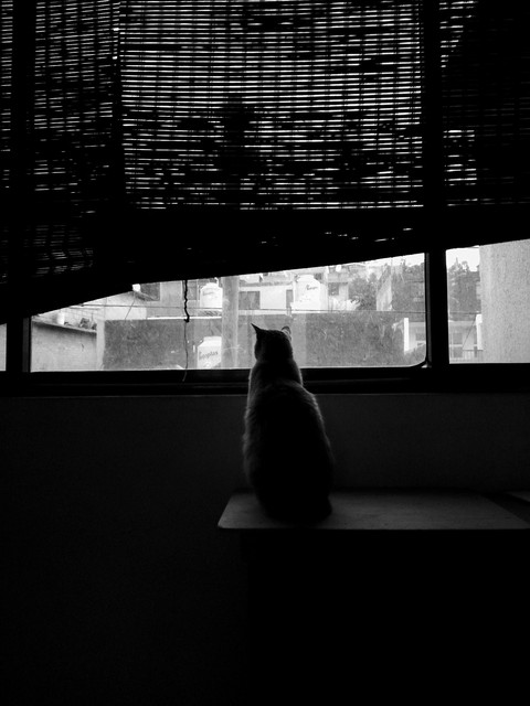 My cat