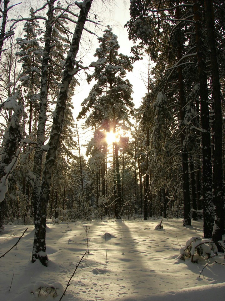 Мороз и солнце