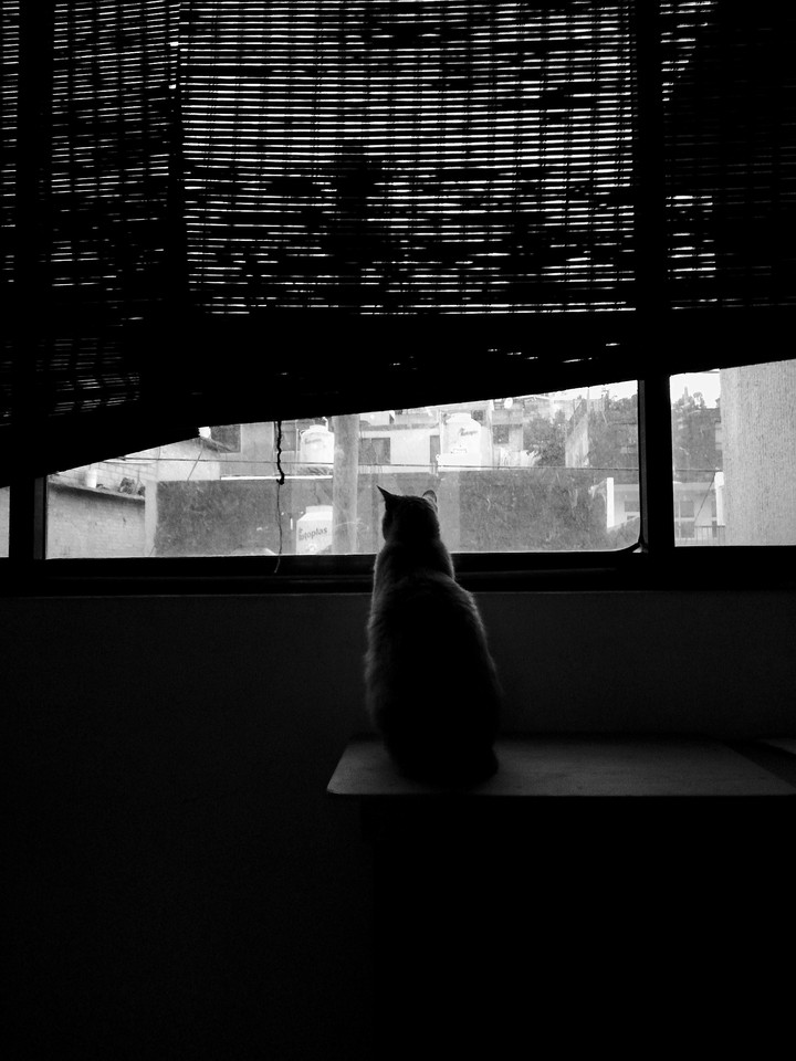My cat
