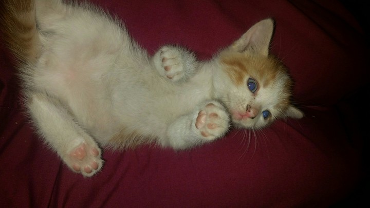 kitten