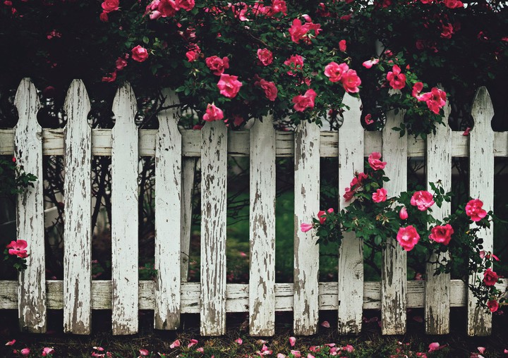 rose garden