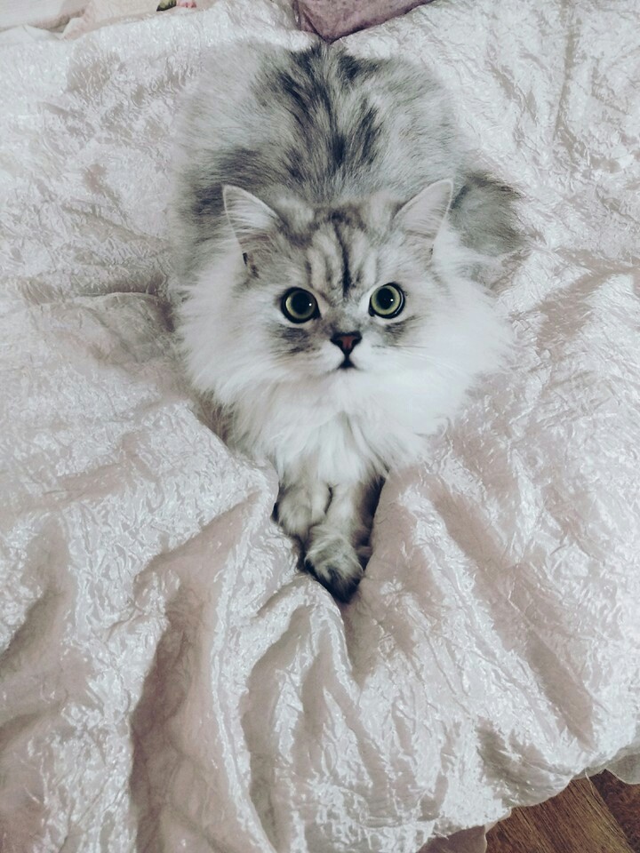 cutie