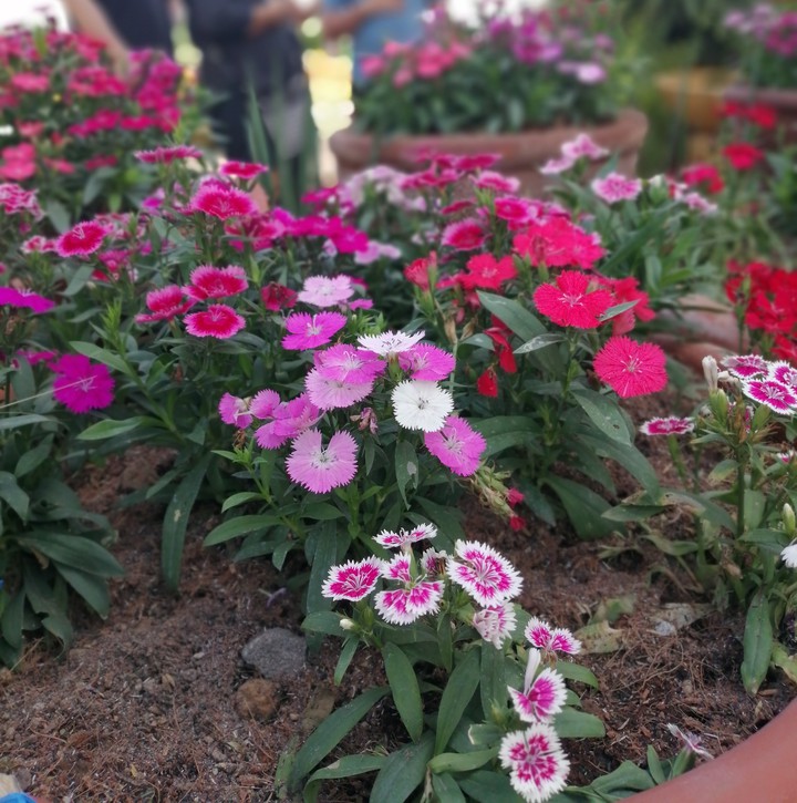 Red and Pink