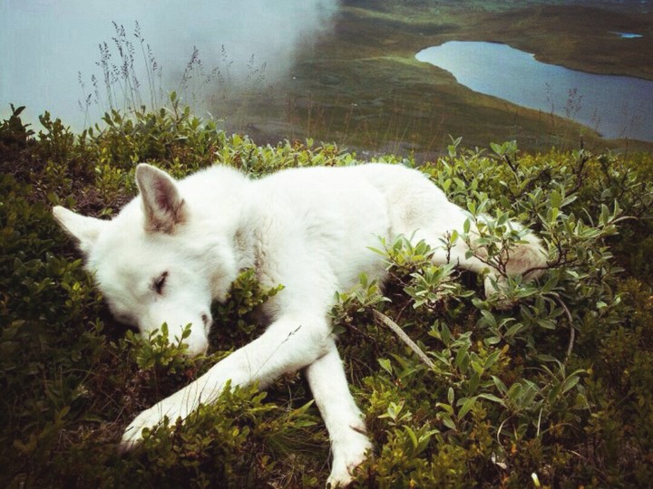 Sleeping dog